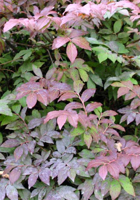 �I�I�o�X�m�L�̐�����