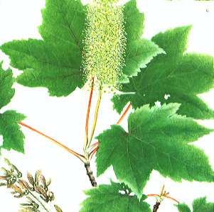 �I�K���o�i