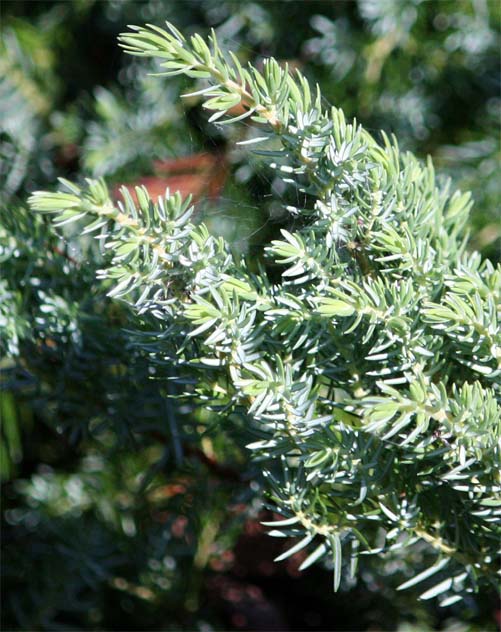 to Explanation of Okinawanezu