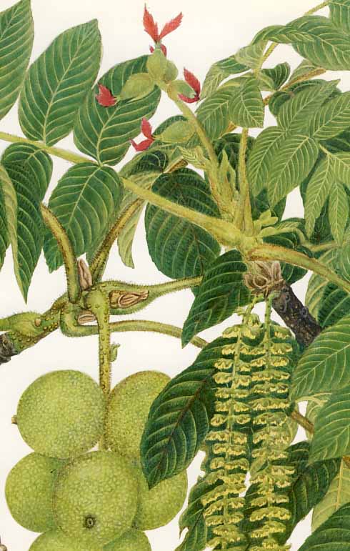 �I�j�O���~