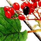 オオカメノキの説明へ