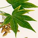 �I�I���~�W�̐�����