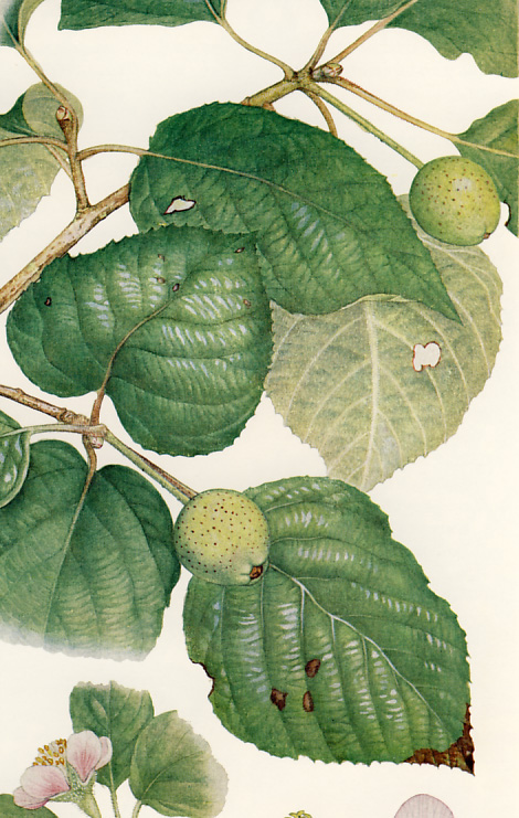 �I�I�E���W���m�L