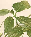 �I�I�c���o�i�̐�����