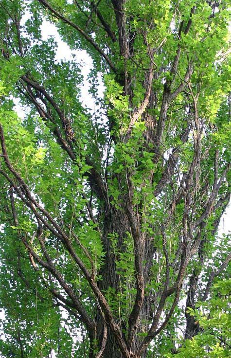 �|�v���̐�����