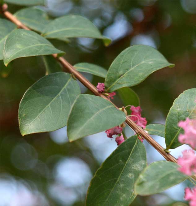 �T���X�x���̐�����