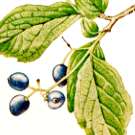 �T���t�^�M�̐�����