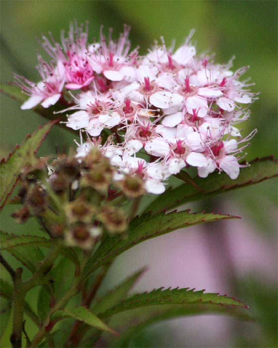 �V���c�P�̐�����