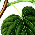 �V�i�m�L�̐�����