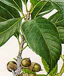 �c�N�o�l�K�V�̐�����