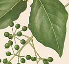 �^�J�m�c���̐�����