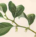 �g�L���K�L�̐�����