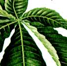 トチノキの説明へ