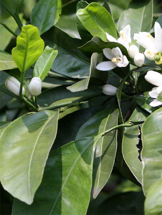 �E���V���E�~�J���̐�����