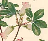 �E�X�M���E���N�̐�����