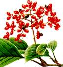 ���u�f�}���̐�����