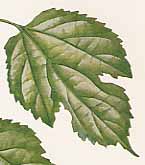 ���}�O���̐�����