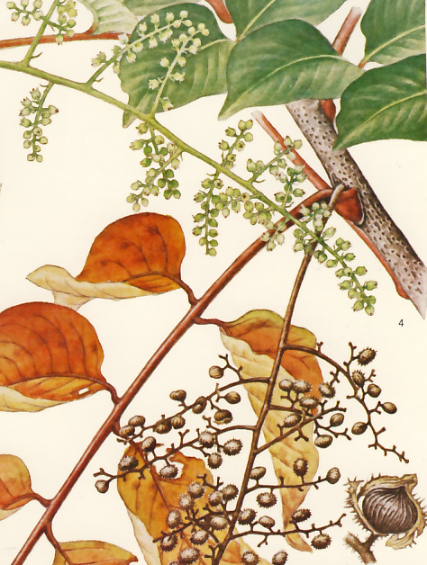 ���}�E���V