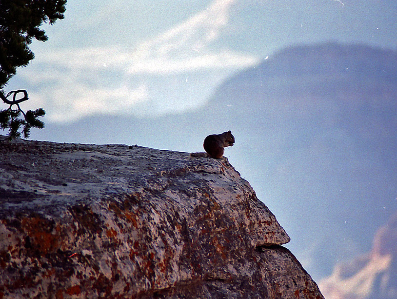 Abert Squirrel