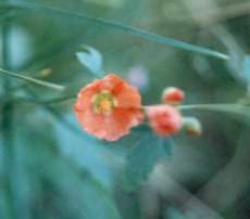 Globe mallow