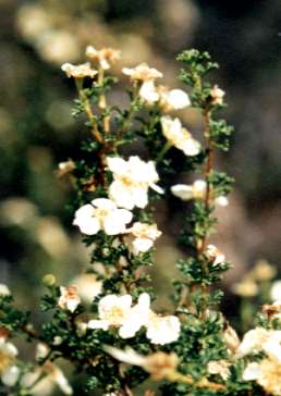 �N���t���[�Y