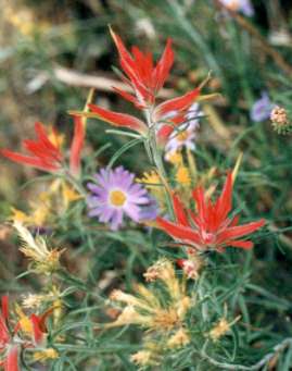 �y�C���g�u���b�V