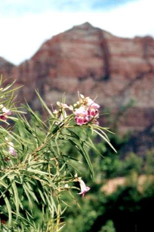 �f�U�[�g�E�B���E