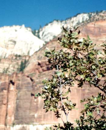 �K���x���I�[�N