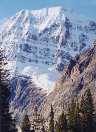 �G�f�B�X�L���x���R