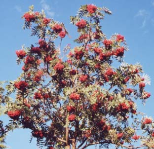 �}�E���e���A�b�V��