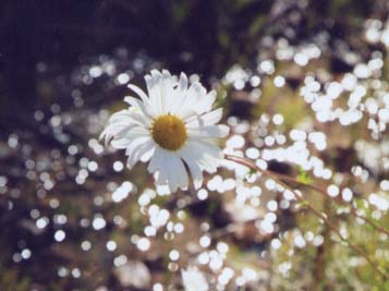 �I�b�N�X�A�C�f�C�W�[