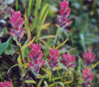 �C���f�B�A���y�C���g�u���b�V