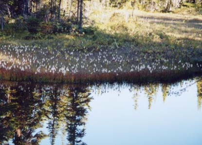 �C�G���[�h���C�A�h