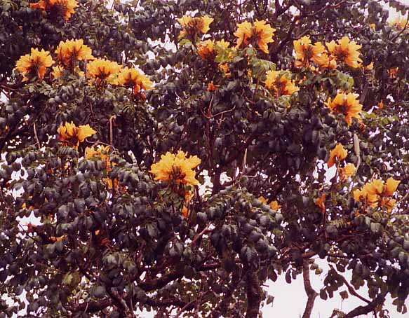 �A�t���J���`���[���b�v�c���[