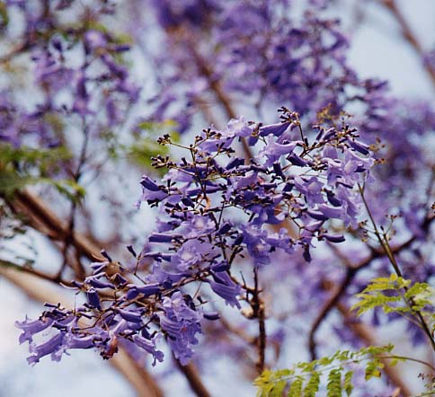 �W���J�����_