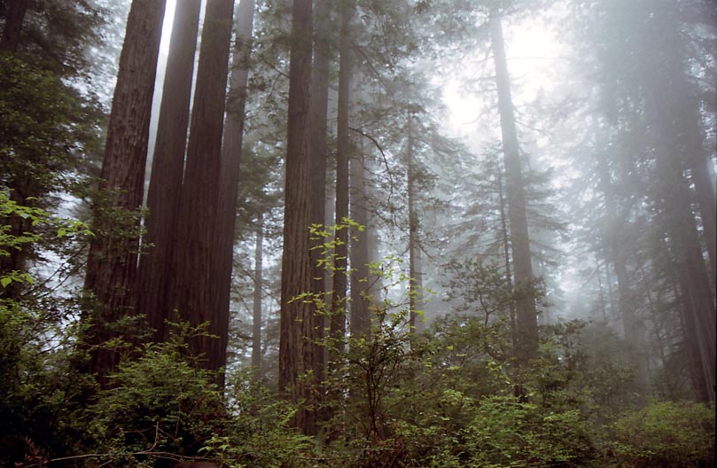 ���f�B�o�[�h�W�����\���̃I�[���h�O���X