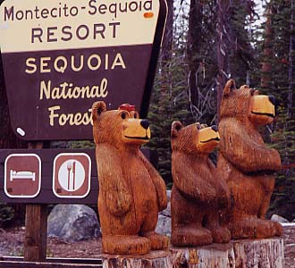 �����e�V�g���L�у��]�[�g