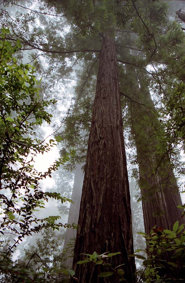 ���b�h�E�b�h