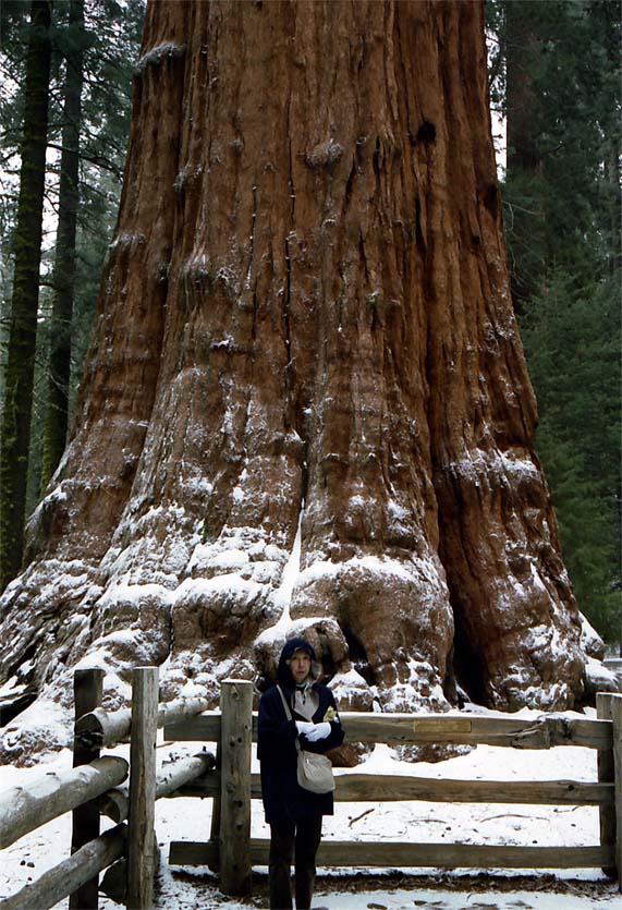 �V���[�}�����R