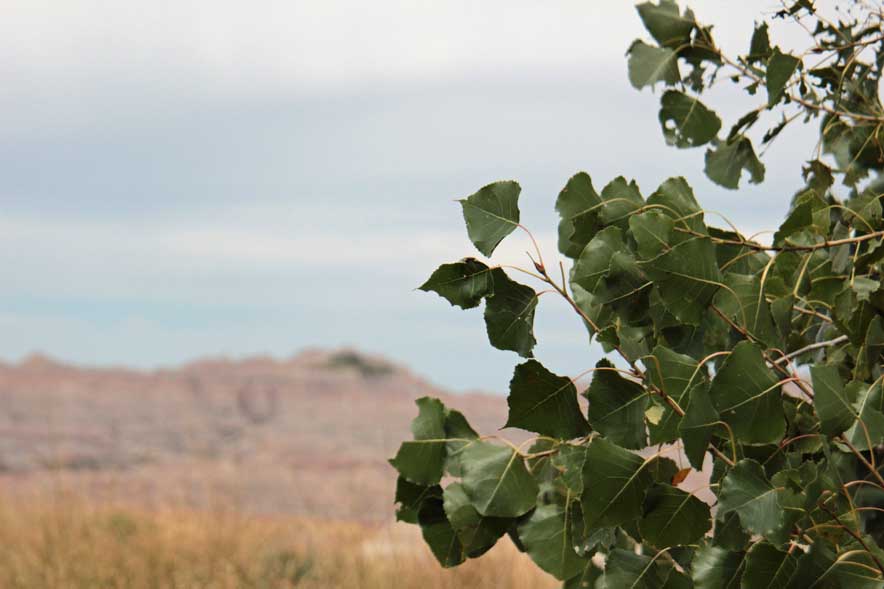 �A�����J���}�i���V�@Quaking Aspen