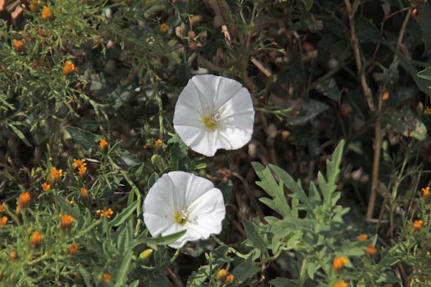 �Z�C���E�q���K�I(�N���[�s���O�W�F�j�[)