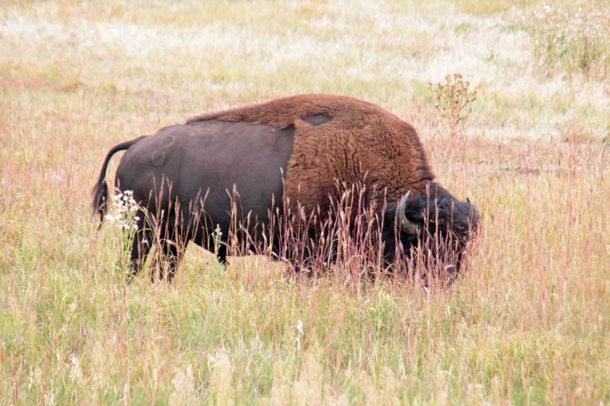 �o�b�t�@���[�A�A�����J�o�C�\��