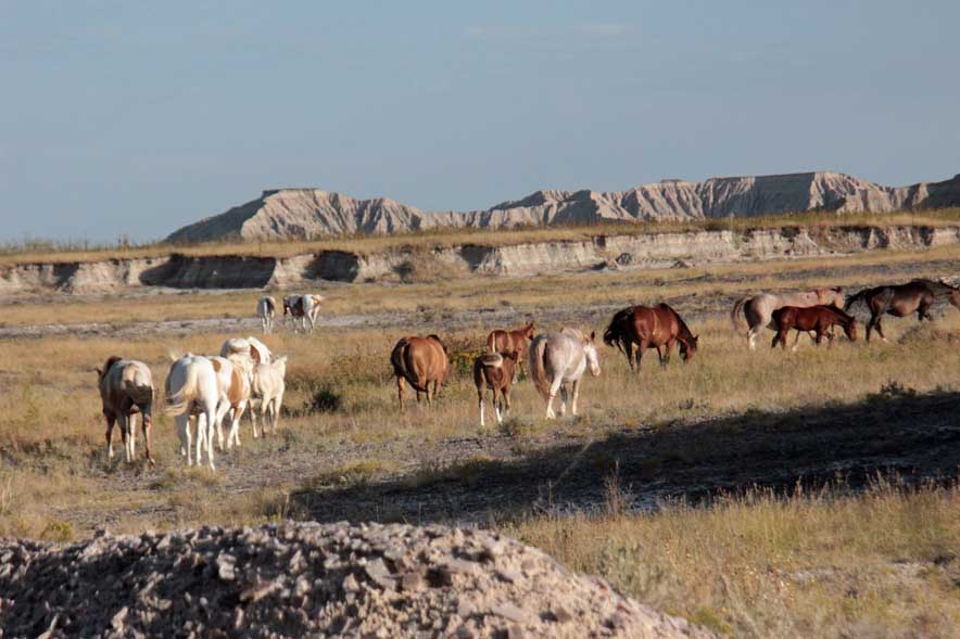 �V�[�v�}�E���e���̖쐶�n