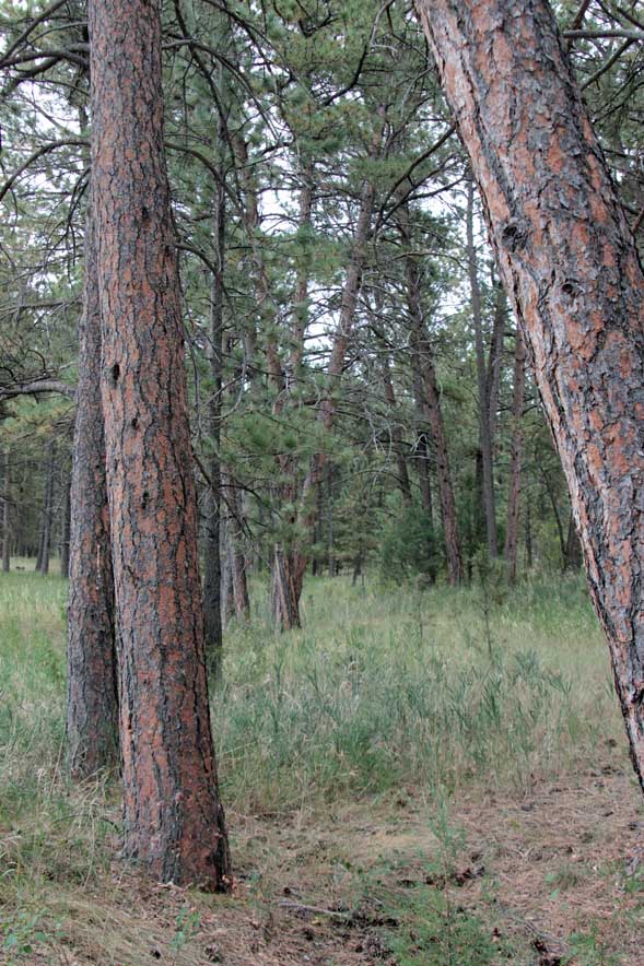 �|���f���[�T�}�c