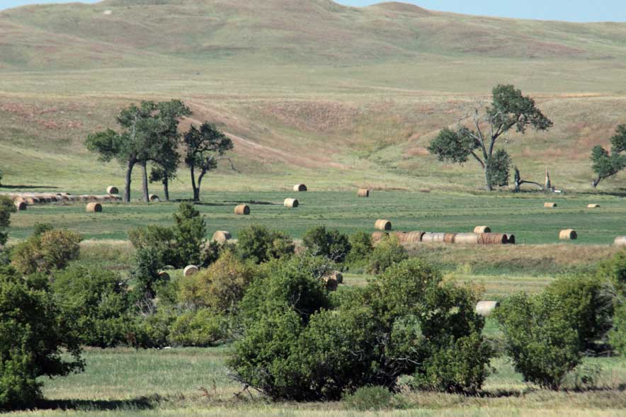 ���b�h�V���c�t�߂̖q��