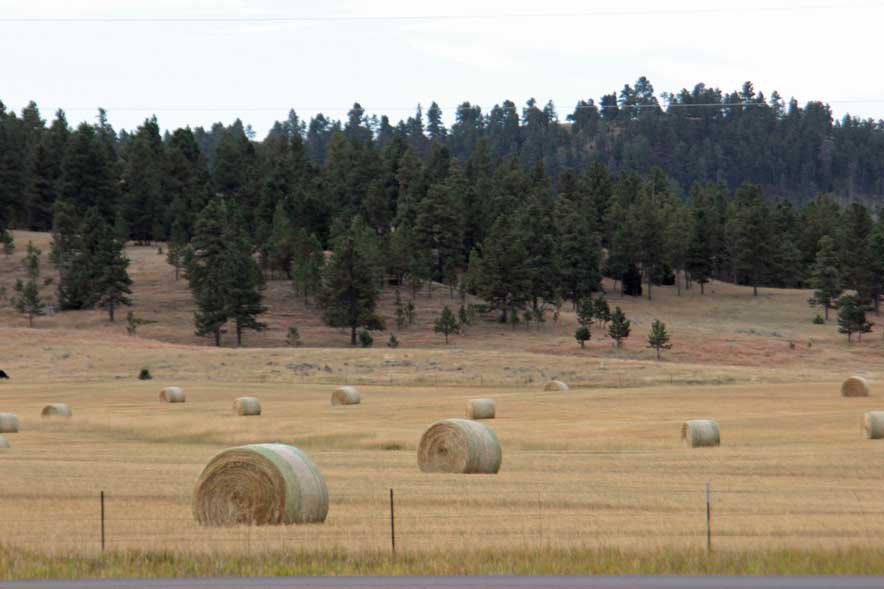 �q��̖q�����[��