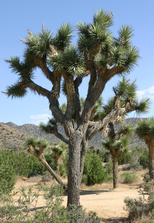 ジョシアツリー