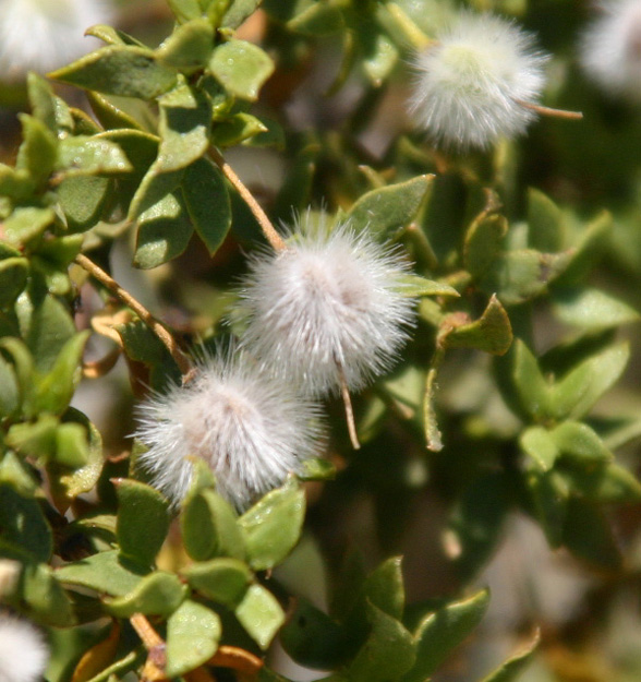 �N���I�\�[�g�u�b�V��