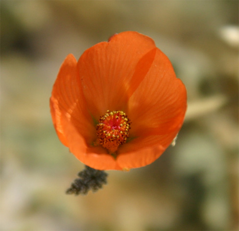 �A�v���R�b�g�O���[�u�}�[���E