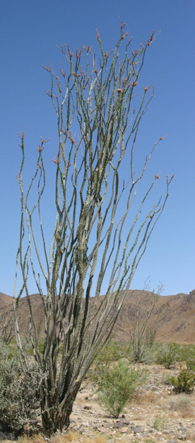 �I�R�e�B��